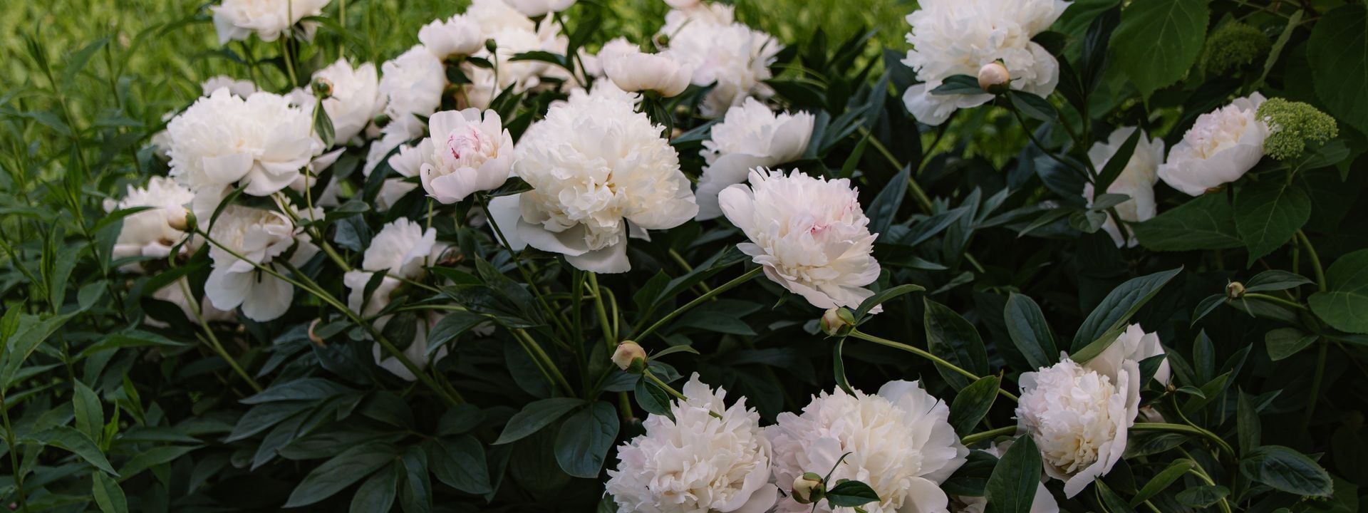 A lush arrangement of white peonies amid deep green foliage